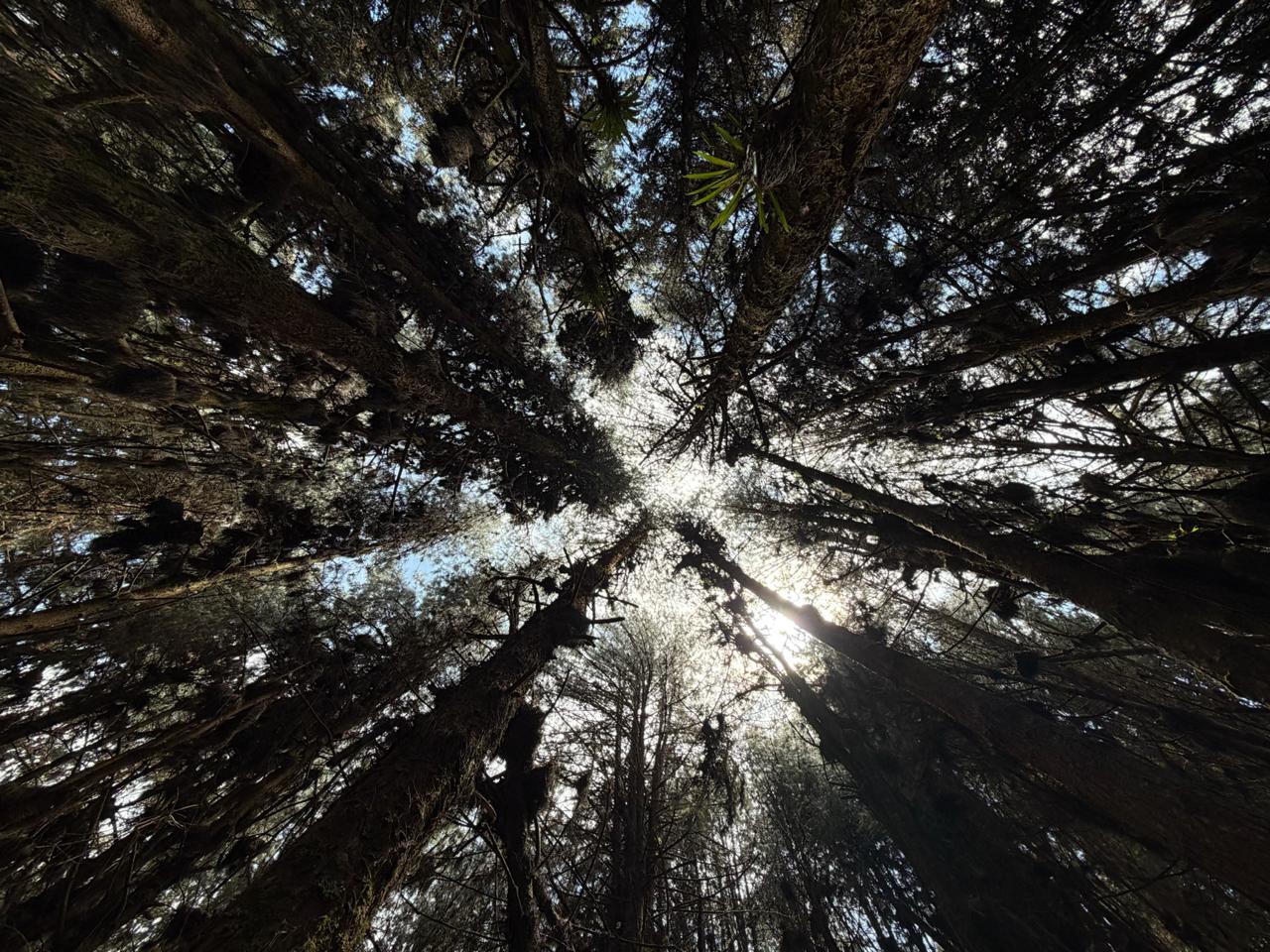 Bosque alto andino
